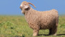 Angora Goats: Fiber, Mohair, and Temperament