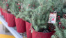Christmas Gifts for Gardeners: Tree Ideas They’ll Love