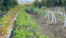 Cover Crop Your Garden For Obvious Benefits