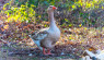 American Buff Goose: Breed Info, Care, and Egg & Meat Tips