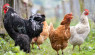 Backyard Chicken Keeping: Resolutions for a Healthier Flock
