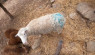 Video: Security Tips Heading Into Sheep Breeding Season