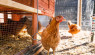 Can a Chicken Talk? Understanding Chicken Communication
