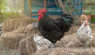 Best Chicken Breeds for Confinement: Top 10 Picks