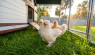 10 Chicken-Keeping Resolutions to Improve Your Flock