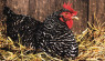 You Can Extend Your Hens’ Laying Season—Here’s How