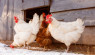 Chickens in Winter: How to Prepare Your Coop