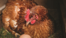 6 Types of Broody Hens in the Backyard Chicken Coop