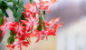 Christmas Cactus Care: Tips for Holiday Blooms
