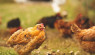 Diseases in Chickens: Autumn Health Risks
