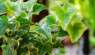 English Ivy: History, Uses and the Holly & Ivy Carol