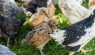 Flock of Chickens: Benefits of a Closed Backyard Flock