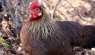 Best Free-Range Chickens: Top 10 Breeds