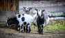 Goat Safety Tips Every Goat Owner Should Know