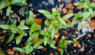 Growing Herbs From Seeds: A Beginner’s Guide