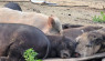 At In Loving Swineness, Feral Pigs Clear Weeds From Local Farms