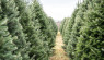 How to Start a Christmas Tree Farm for Profit