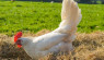 What Chickens Lay White Eggs: 8 Breeds for Your Flock