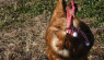 Chicken Chat: Escaped Chickens Evade Numerous Threats