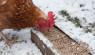 Nutrition For Chickens in Winter