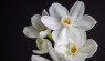 Paperwhites: How to Force Winter Blooms Indoors