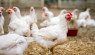 Raising Broiler Chickens: Health Concerns