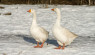 Raising Geese in Winter: Care, Shelter & Feeding