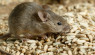 Rodent Control: Preparing Your Farm for Winter