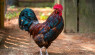 Rooster Care Tips for a Backyard Flock