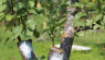 Rootstock Guide: 7 Common Apple Rootstocks Explained