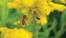 Grow Forage To Help Feed Honeybees Pollen & Nectar