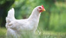 6 Causes of Swollen Abdomen In Chickens