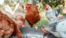 Types of Chicken Feed: A Guide for Backyard Flocks