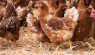 6 Types Of Poultry to Consider For Your Farm