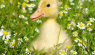 What to Feed Baby Ducks for Proper Nutrition