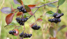 Aronia Berry: A Native Superfood for Thanksgiving