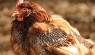 Chickens Molting in Winter: How to Help Your Flock