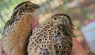 Quail Can Be Perfect Poultry For Those Without Land