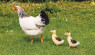 A Broody Hen Can Hatch Duck Eggs (Excerpt, “An Absolute Beginner’s Guide to Raising Backyard Ducks”)