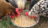 Ferment Your Chicken Feed For Numerous Flock Benefits