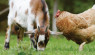 Can Chickens and Goats Live Together?