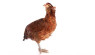 Meet the Araucana Chicken, the Original Blue Egg Layer
