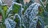 Tips For Protecting Your Garden Against Frost