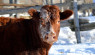 Fall Tasks To Prepare Cattle For Cold Winter Conditions