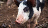 Raising Baby Pigs: Advice From An Accidental Farmer