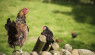 Hats Off To The Redcap! Historic Chicken Makes A Comeback