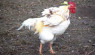 Flying Feathers: A Few Facts About Chicken Molting