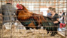 7 Ways To Prepare Your Chicken For The Fair 