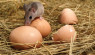 Tips For Keeping Rodents Out Of The Chicken Coop