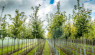 Tips For Starting & Maintaining A Tree Nursery